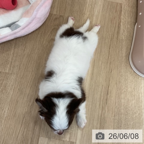 チワワの写真
