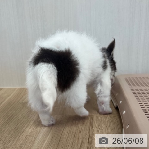 チワワの写真