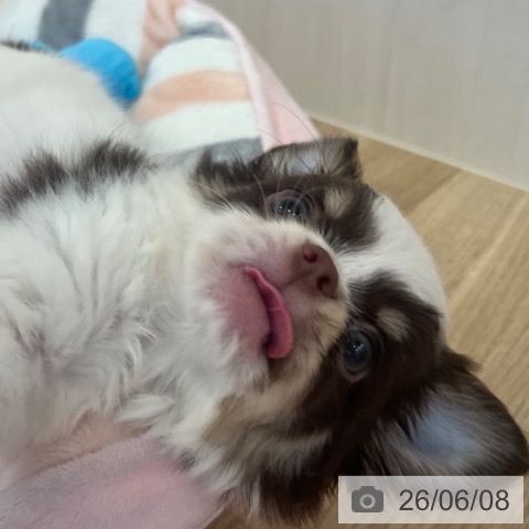 チワワの写真