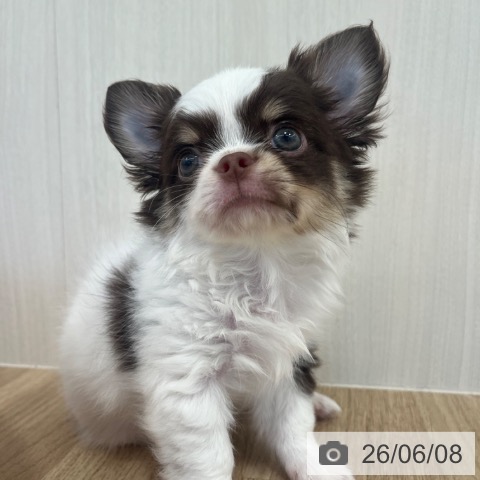 チワワの写真