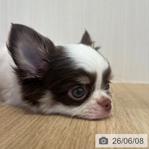 チワワの写真