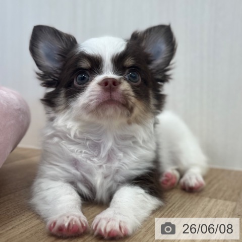 チワワの写真