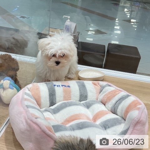福岡県のマルチーズ (ペットプラス 八幡東店/2026年4月3日生まれ/男の子/ホワイト)の子犬の4枚目の画像