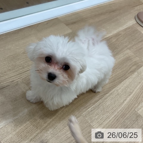 マルチーズの写真