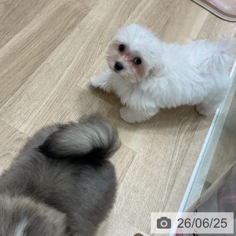 マルチーズの写真