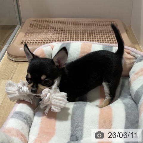 福岡県のチワワ(ロング) (ペットプラス 小倉南店/2026年4月7日生まれ/男の子/ブラックタンホワイト)の子犬の4枚目の画像