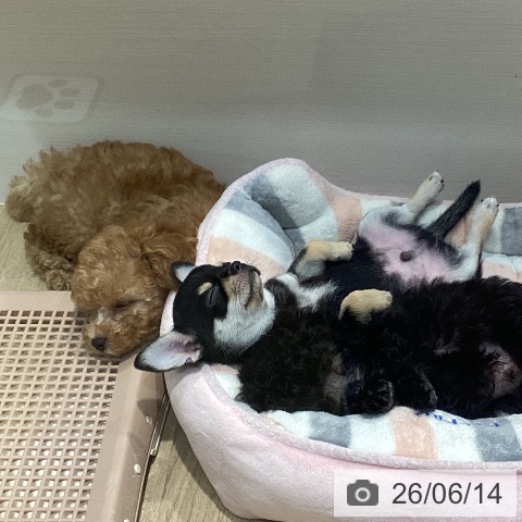 福岡県のチワワ(ロング) (ペットプラス 小倉南店/2026年4月7日生まれ/男の子/ブラックタンホワイト)の子犬の3枚目の画像