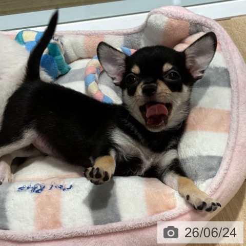 福岡県のチワワ(ロング) (ペットプラス 小倉南店/2026年4月7日生まれ/男の子/ブラックタンホワイト)の子犬の3枚目の画像