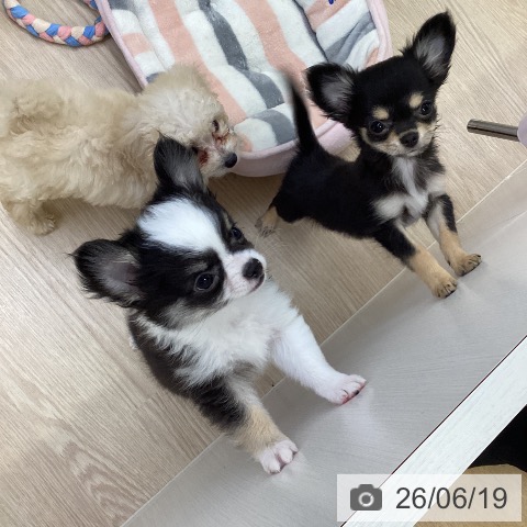 チワワの写真