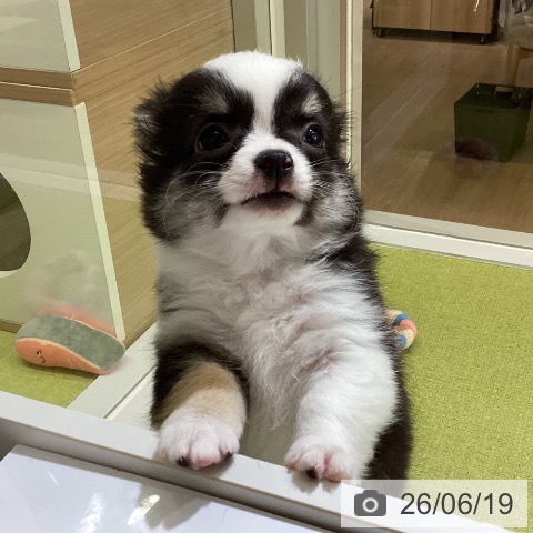チワワの写真