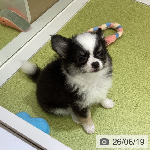 チワワの写真