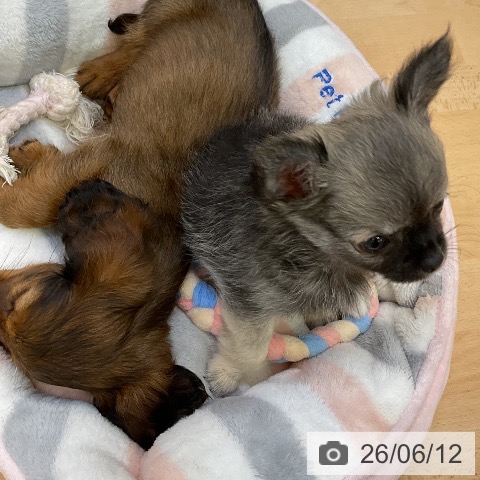 福岡県のチワワ(ロング) (ペットプラス 福岡伊都店/2026年4月8日生まれ/女の子/フォーンホワイト)の子犬の4枚目の画像