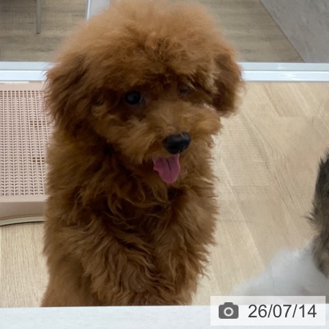 福岡県のトイプードル(トイ) (ペットプラス 春日店/2026年3月24日生まれ/男の子/レッド)の子犬の4枚目の画像