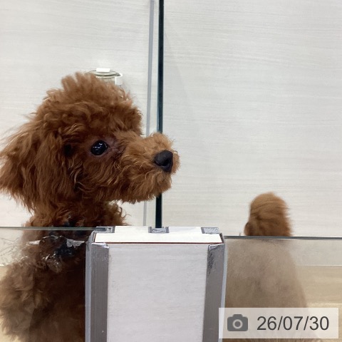トイ・プードルの写真