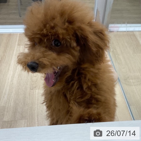 福岡県のトイプードル(トイ) (ペットプラス 春日店/2026年3月24日生まれ/男の子/レッド)の子犬の3枚目の画像