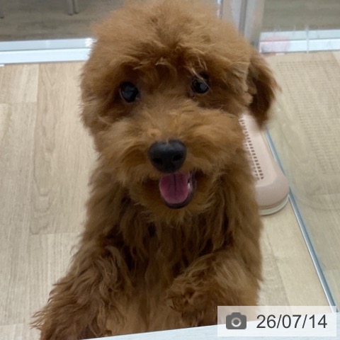 福岡県のトイプードル(トイ) (ペットプラス 春日店/2026年3月24日生まれ/男の子/レッド)の子犬の4枚目の画像