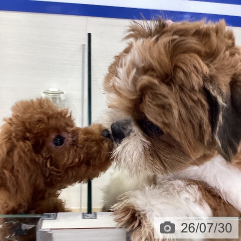 福岡県のトイプードル(トイ) (ペットプラス 春日店/2026年3月24日生まれ/男の子/レッド)の子犬の3枚目の画像