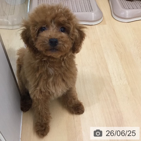 熊本県のトイプードル(トイ) (ペットプラス 熊本店/2026年3月24日生まれ/女の子/レッド)の子犬の3枚目の画像