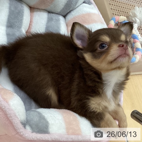 チワワの写真