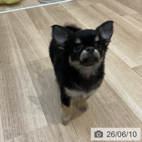 チワワの写真