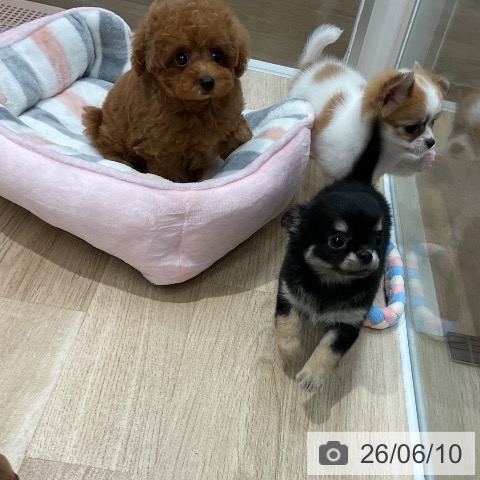 チワワの写真