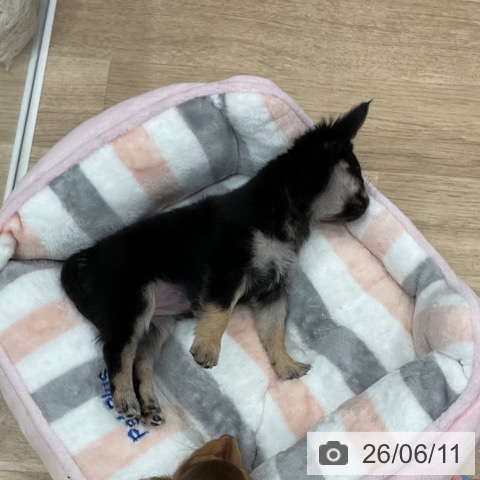 チワワの写真
