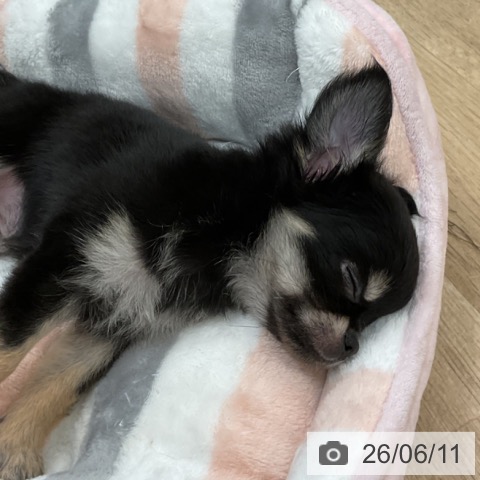 チワワの写真
