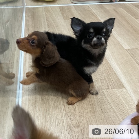 チワワの写真