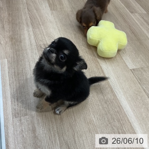 チワワの写真