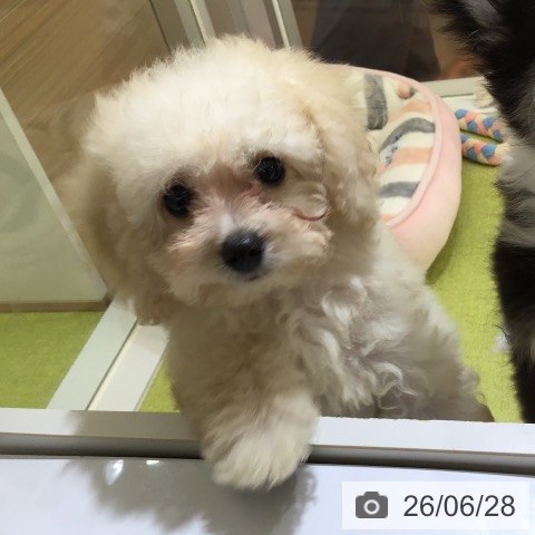 沖縄県のトイプードル(トイ) (ペットプラス 沖縄ライカム店/2026年4月8日生まれ/男の子/クリーム)の子犬の3枚目の画像