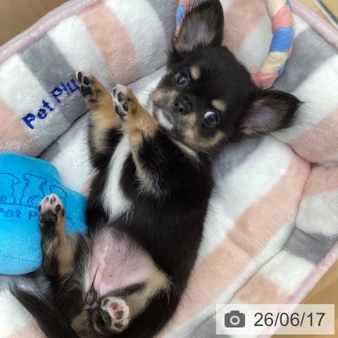 チワワの写真