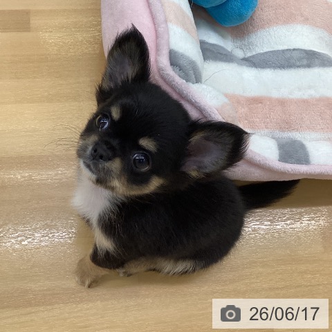 チワワの写真