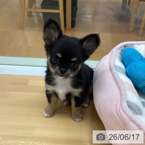 チワワの写真