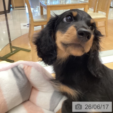 ミニチュア・ダックスフンドの写真