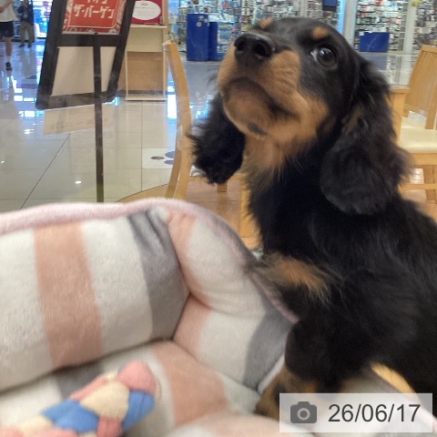 ミニチュア・ダックスフンドの写真