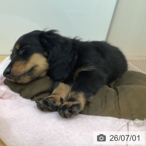 福岡県のミニチュアダックスフンド(ロング) (ペットプラス 黒崎店/2026年4月9日生まれ/男の子/ブラックタン)の子犬の4枚目の画像