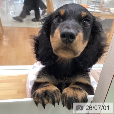 福岡県のミニチュアダックスフンド(ロング) (ペットプラス 黒崎店/2026年4月9日生まれ/男の子/ブラックタン)の子犬の3枚目の画像