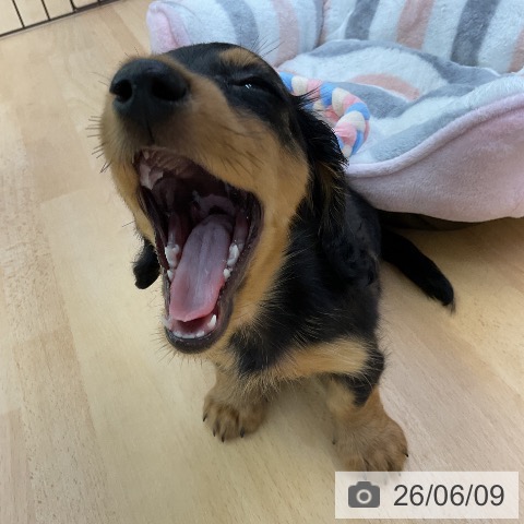 ミニチュア・ダックスフンドの写真