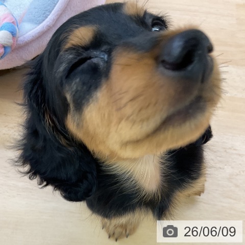 ミニチュア・ダックスフンドの写真