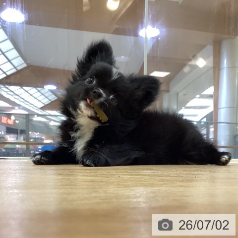 福岡県のチワワ(ロング) (ペットプラス 福岡伊都店/2026年4月9日生まれ/男の子/ブラックホワイト)の子犬の4枚目の画像