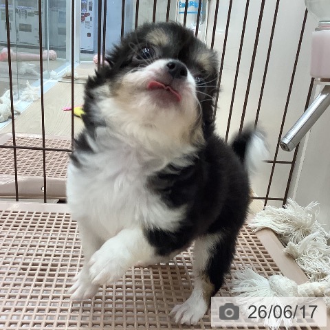 沖縄県のチワワ(ロング) (ペットプラス 南風原店/2026年4月9日生まれ/女の子/ブラックタンホワイト)の子犬の4枚目の画像