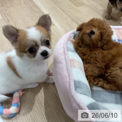 チワワの写真