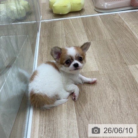 チワワの写真