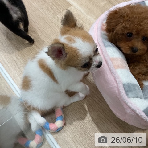 チワワの写真