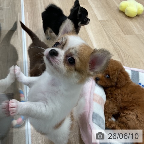 チワワの写真