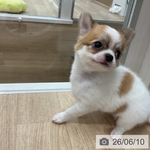 チワワの写真