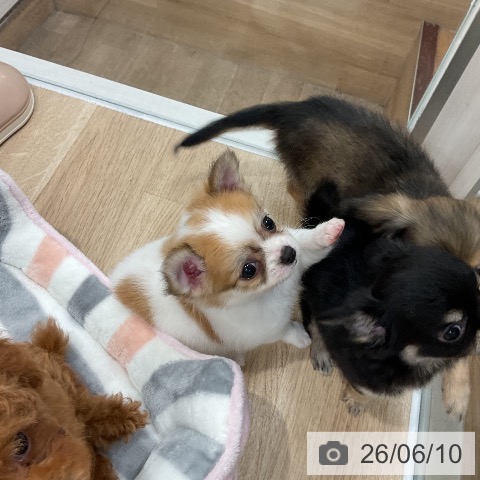 チワワの写真