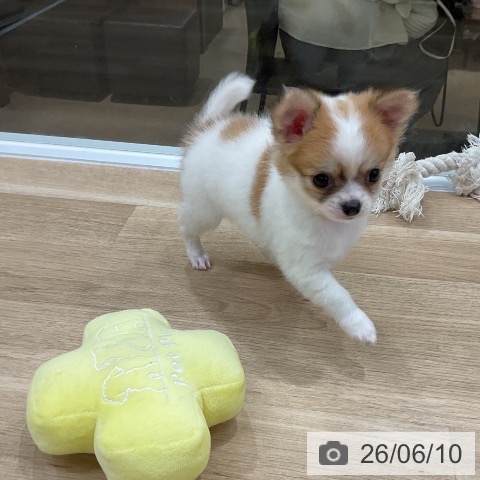 チワワの写真