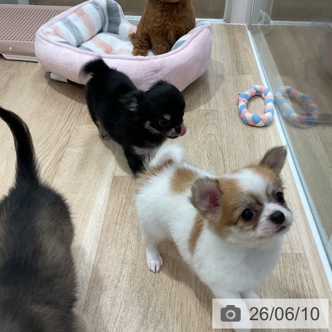 チワワの写真