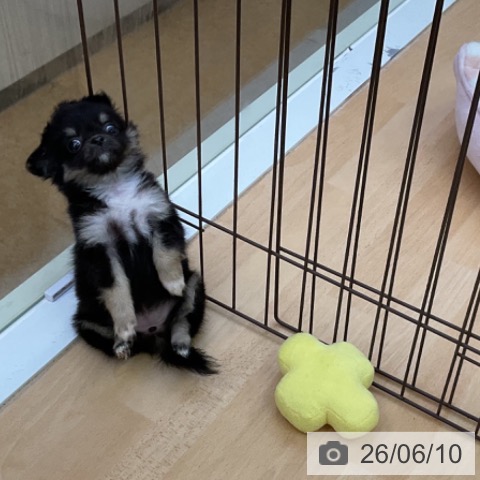 チワワの写真